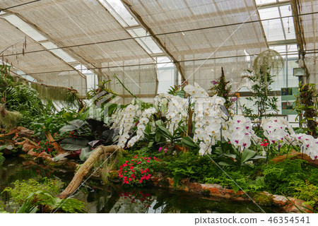 white orchid in tropical garden in glasshouse 46354541