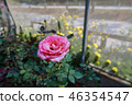 Closeup of blossom pink rose in glasshouse 46354547