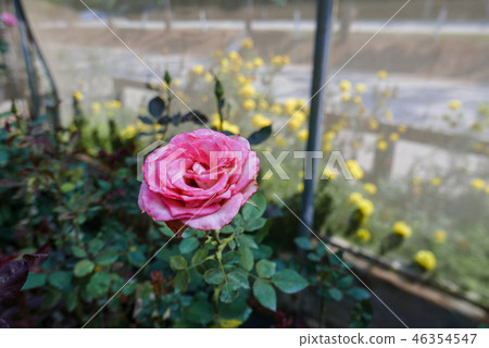 Closeup of blossom pink rose in glasshouse 46354547