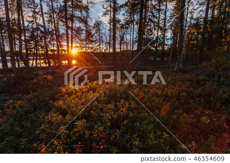 Sunset in the northern forest. The sun shines through the branches of trees Sunset in the northern forest. The sun shines through the branches of trees 46354609