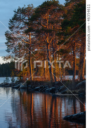 Trees and their reflection in the lake in the light of sunset. Landscape of the Russian North Trees and their reflection in the lake in the light of sunset. Landscape of the Russian North 46354611