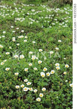 Chingruma擠滿了Daisetsuzan Asahidake Chingruma擠滿了Daisetsuzan Asahidake 46355363