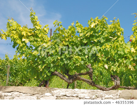 Vineyard 46355396