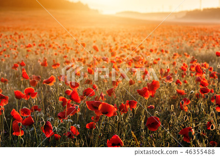 Field of poppies on a sunset 46355488