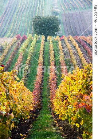 Vineyards in the fall with tree, South Moravia Vineyards in the fall with tree, South Moravia 46355498