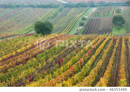 Vineyards in the fall with tree,  South Moravia 46355499