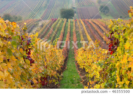 Vineyards in the fall with tree,  South Moravia 46355500