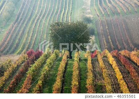 Vineyards in the fall with tree, South Moravia Vineyards in the fall with tree, South Moravia 46355501
