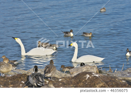 Swan butterfly on Lake Biwa 46356075