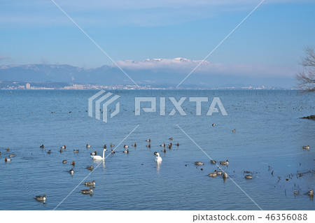Swan butterfly on Lake Biwa 46356088