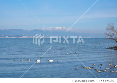 Swan butterfly on Lake Biwa 46356089
