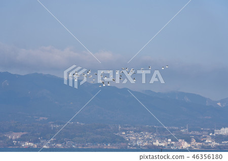 Black-headed gull of Lake Biwa 46356180