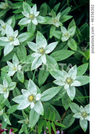 Rosewood flowers Rosewood flowers 46356302