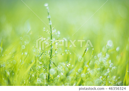 Sugina in the light 46356324