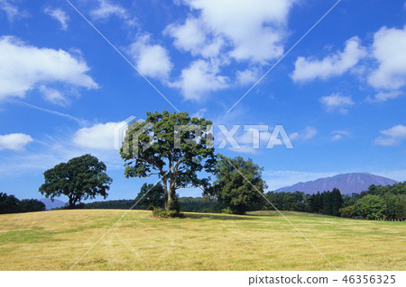 Trees in the ranch Trees in the ranch 46356325
