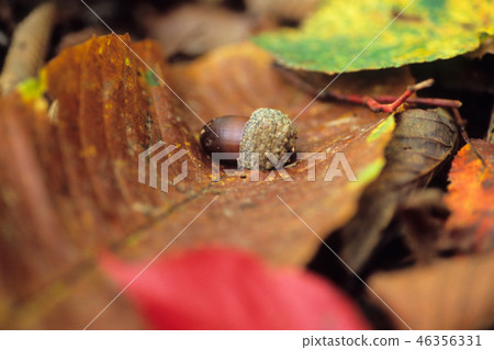 Acorn on a leaf 46356331