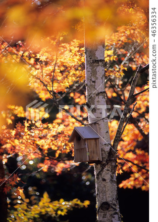 Housing for birds Housing for birds 46356334