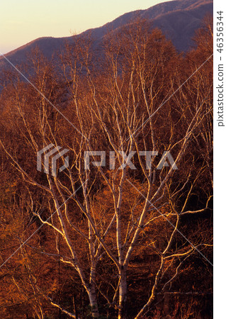 Morning-baked dakimaba 46356344