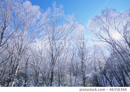 Trees of hoarfrost Trees of hoarfrost 46356366