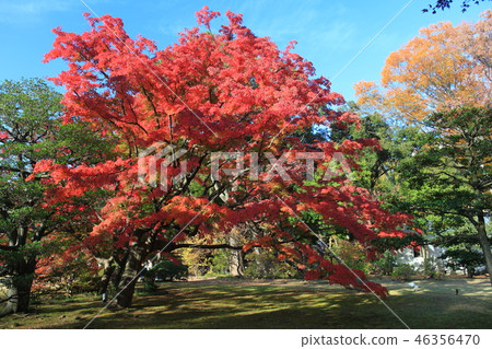 Autumnal leaves Rokugien 46356470