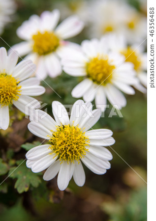 Nakagawa No Chrysanthemum 46356488