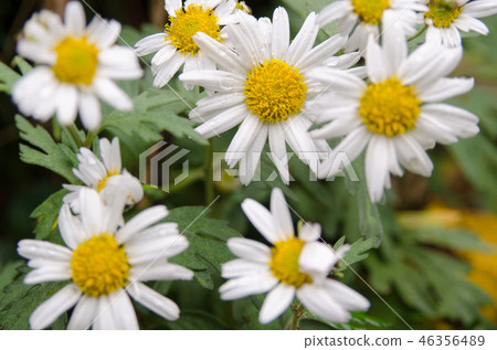 Nakagawa No Chrysanthemum 46356489