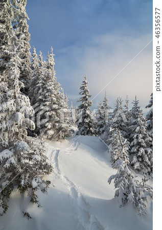 Path in winter forest 46356577