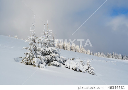Fir trees in the snow 46356581