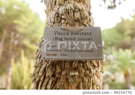 Information plate attached to the palm with its name 46356776