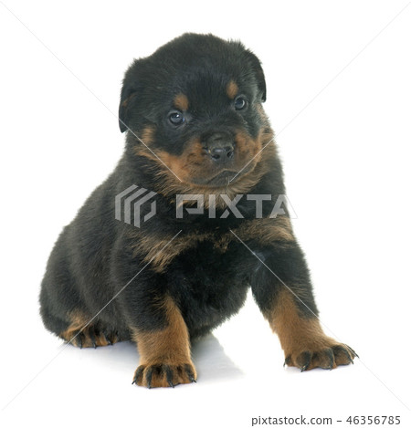 young puppy rottweiler 46356785