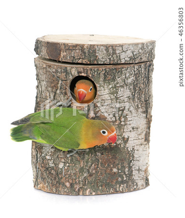 bird nest box and lovebird 46356803