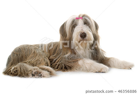 female bearded collie female bearded collie 46356886