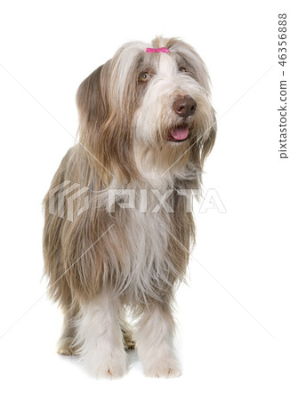 female bearded collie 46356888