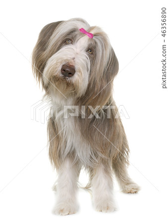 female bearded collie 46356890