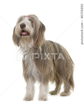 female bearded collie female bearded collie 46356892