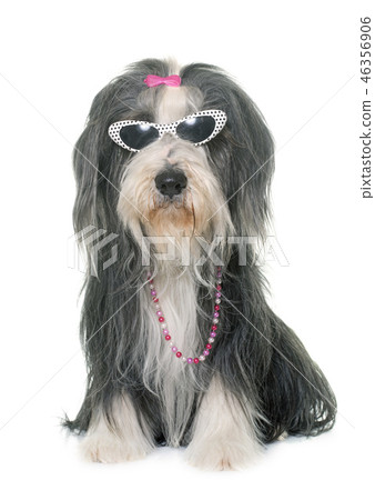 female bearded collie and sunglasses female bearded collie and sunglasses 46356906