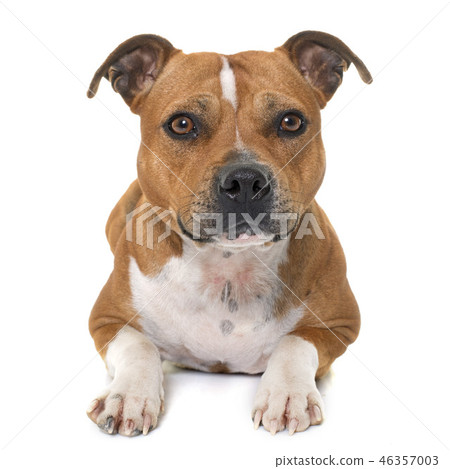 stafforshire bull terrier 46357003