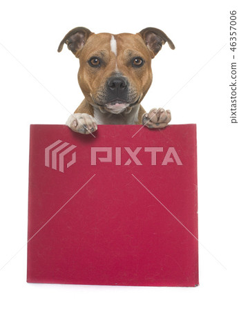 stafforshire bull terrier in box 46357006