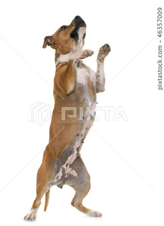 stafforshire bull terrier 46357009