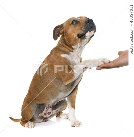 stafforshire bull terrier 46357011