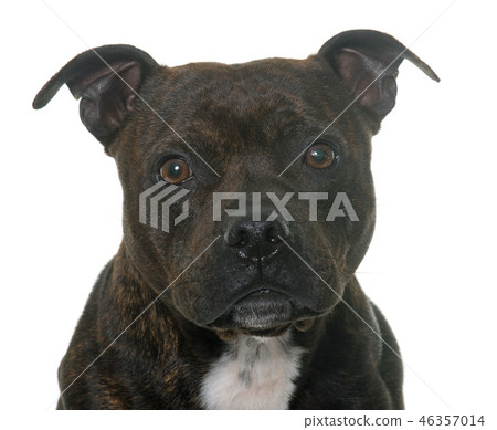 stafforshire bull terrier 46357014