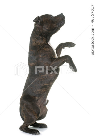 stafforshire bull terrier 46357017