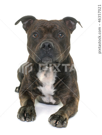 stafforshire bull terrier 46357021