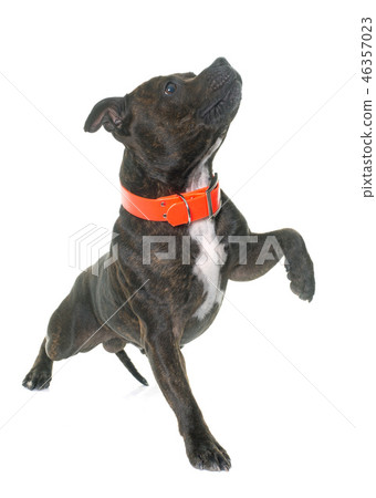 stafforshire bull terrier 46357023