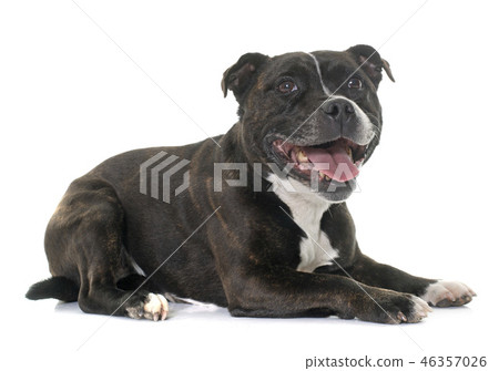 stafforshire bull terrier 46357026