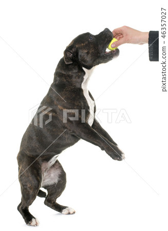 stafforshire bull terrier and ball 46357027
