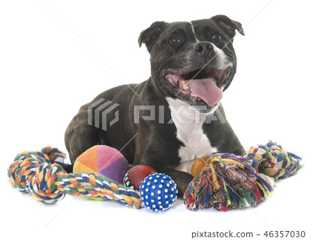 stafforshire bull terrier stafforshire bull terrier 46357030