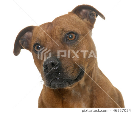 stafforshire bull terrier 46357034