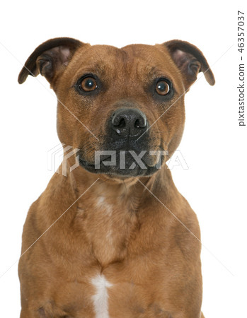 stafforshire bull terrier 46357037