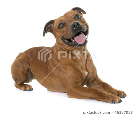 stafforshire bull terrier 46357038